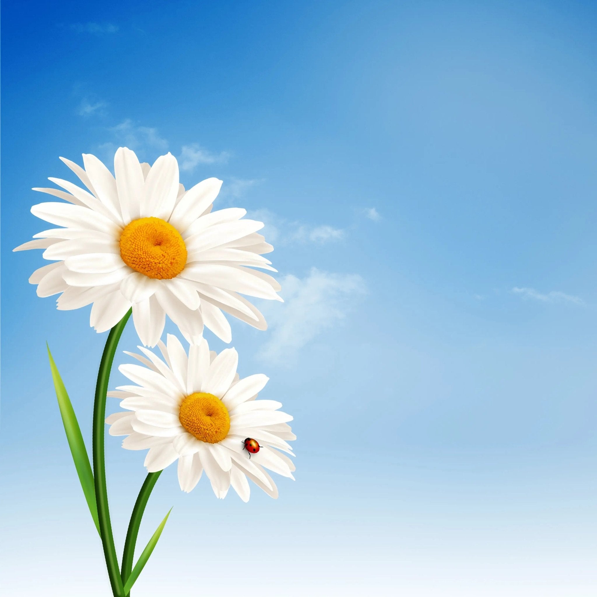 Dementia Care Worksheet & Ritual Assessment - Burnt Orchid Organics